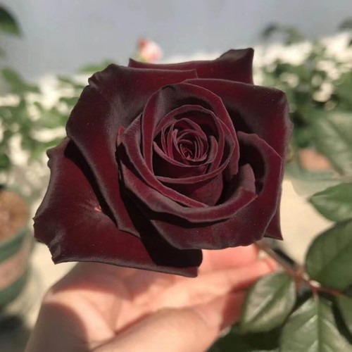 Seeds for maroon - seeds, rose